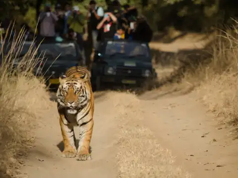 Bandhavgarh National Park, Madhya Pradesh