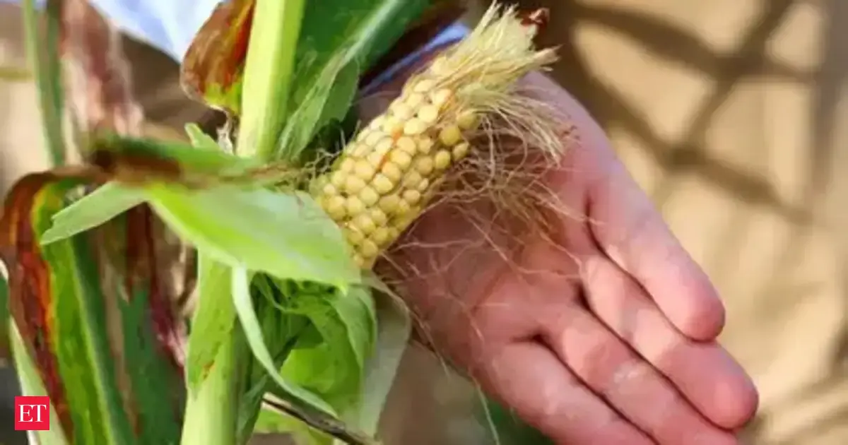 India negotiates US corn purchase for ethanol production amid trade talks
