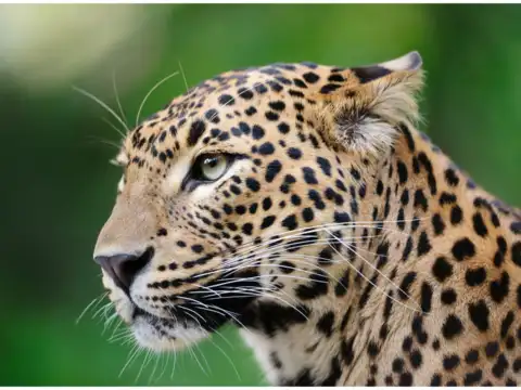  Leopard: rosettes without a dot