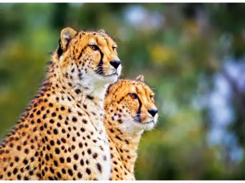 Cheetah: tear lines and solid spots
