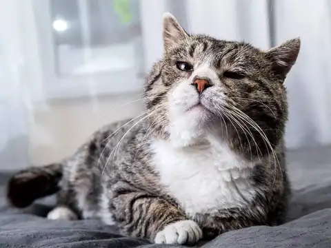 Whiskers don't need trimming