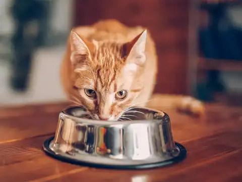 Whiskers can get tired