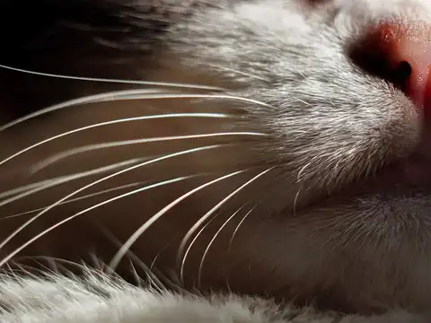 Whiskers exist on other body parts