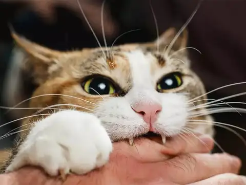 Whiskers aid in hunting