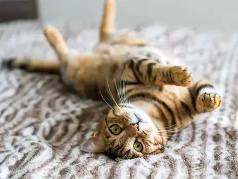 Whiskers show mood changes