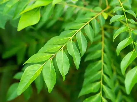 Curry Leaves (Kadhipatta)