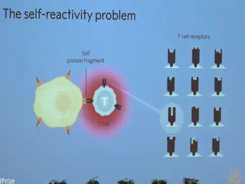 The role of regulatory cells