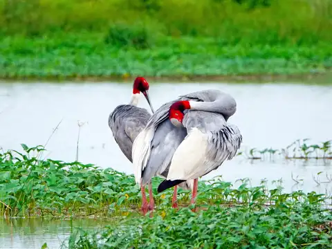 Bharatpur &ndash; Keoladeo Bird Sanctuary