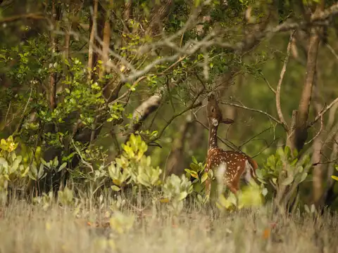 Sundarbans National Park, West Bengal