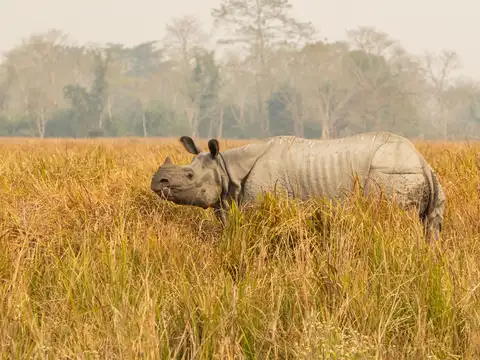 Kaziranga National Park, Assam