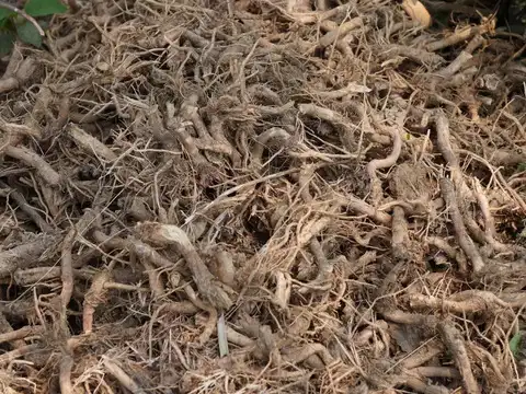 Punarnava (Boerhavia diffusa)