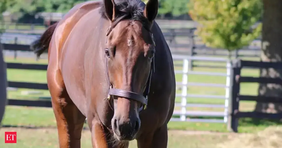 Thorpedo Anna retires, begins new chapter as Broodmare - Check out her career stats, earnings and more