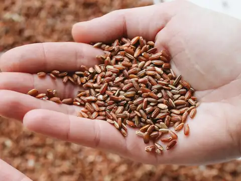 Red rice over white rice