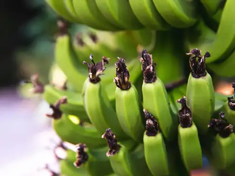 Raw banana instead of ripe