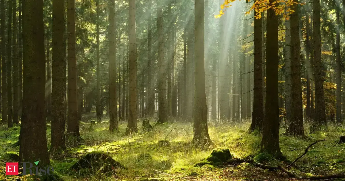India among top 10 nations with largest forest carbon sinks: FAO report