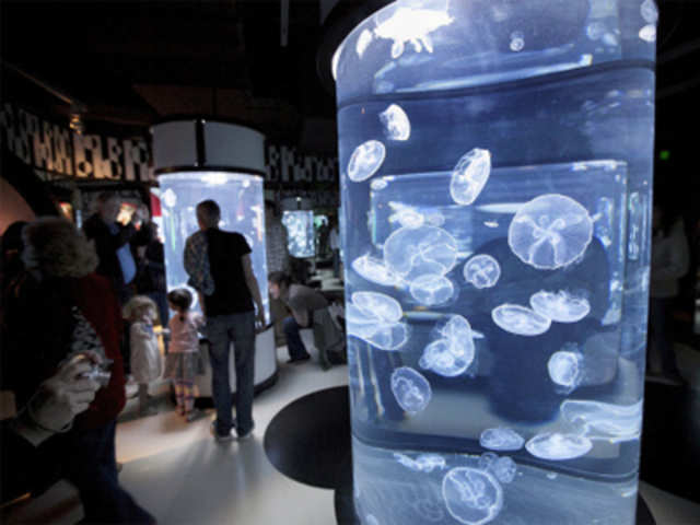 'The Jellies Experience' exhibition at the Monterey Bay Aquarium