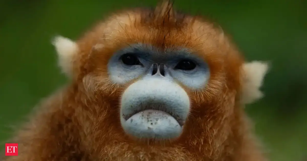 China’s rare golden monkeys debut at European zoos, possible successor to ‘panda diplomacy’ China’s rare golden monkeys debut at European zoos, possible successor to ‘panda diplomacy’