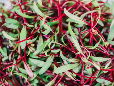Don&rsquo;t ignore the beetroot leaves