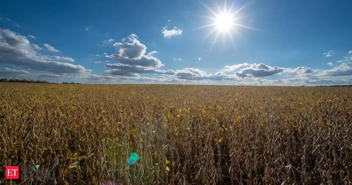 China’s soybean feud with Trump leaves US farmers with huge crops and few buyers