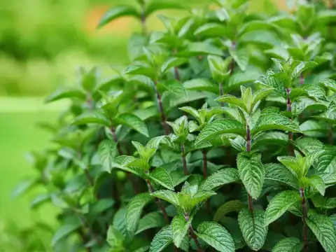  Peppermint: relaxes the gut