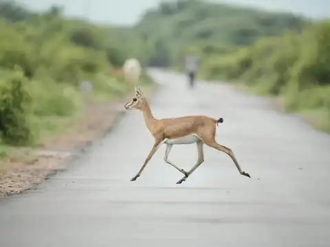 Explore Rajasthan&rsquo;s desert roads: Jaisalmer to Jodhpur