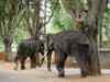 Three elephants die in Mudumalai Tiger Reserve