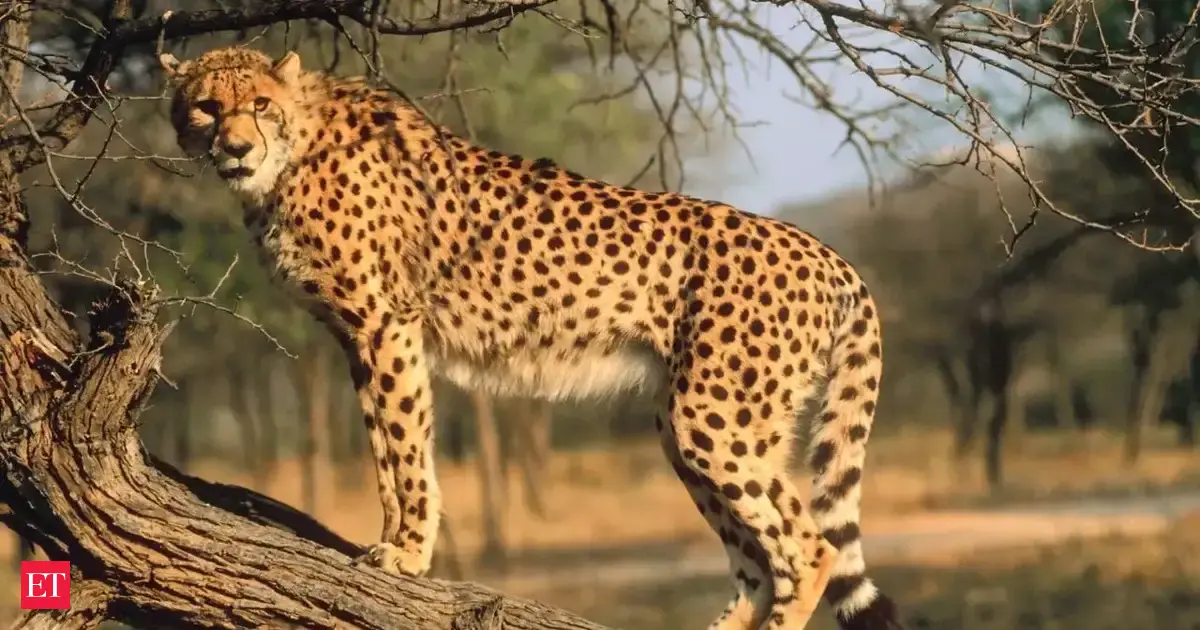 Another batch of 8 cheetahs from Africa to arrive in India soon; SA team visits MP habitats