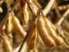 Soybean outlook: See bullish trend in intl mkt, says BV Mehta