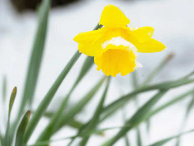 A daffodil is seen in the snow near Auchterarder, Scotland
