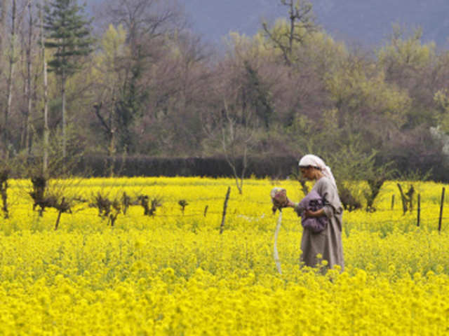 A mustard field in Harwan on the outskirts of Srinagar