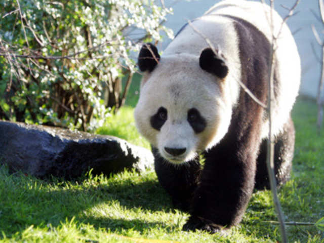 Male giant Panda Yang Guang (Sunshine) walks in his enclosure at Edinburgh Zoo