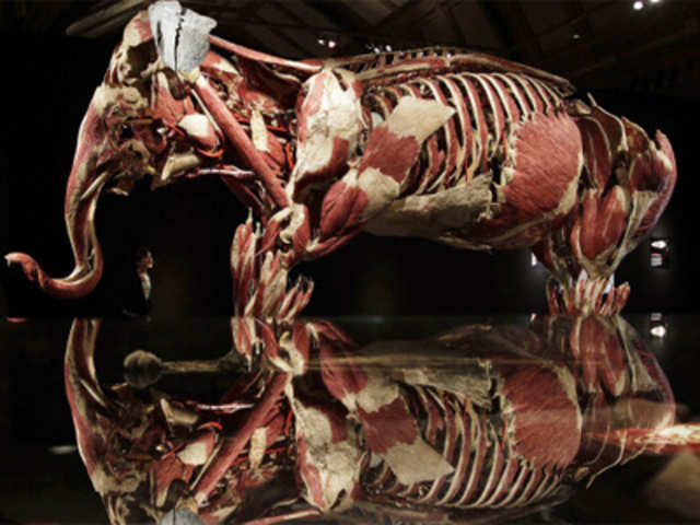 Exhibition 'Animal Inside Out' at the Natural History Museum in London