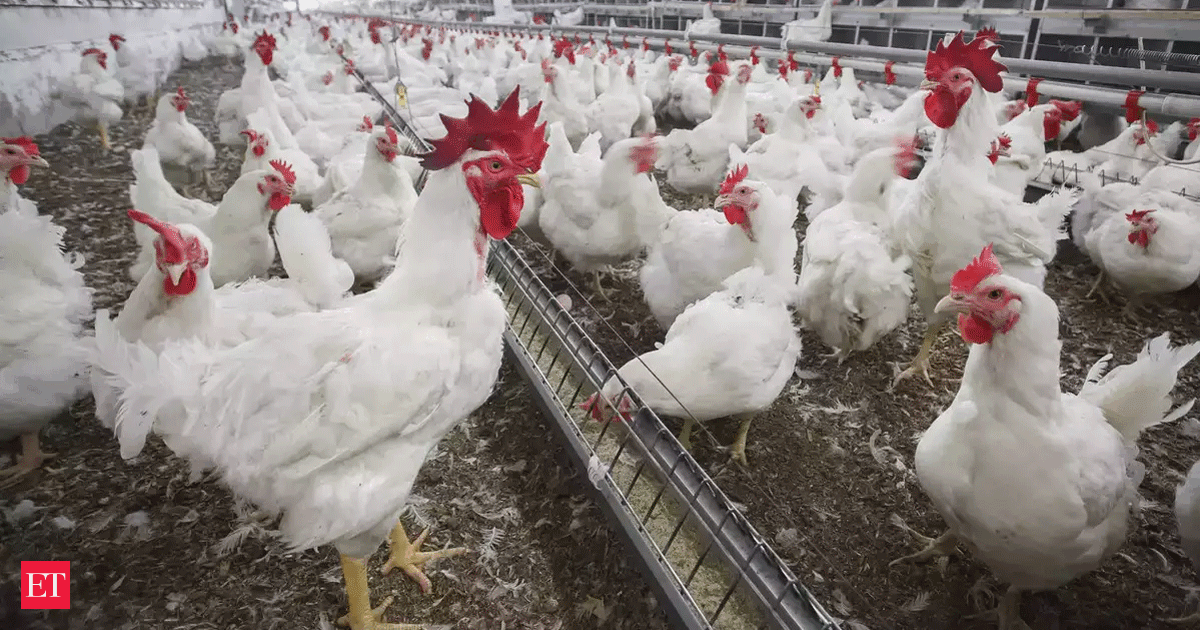 India's poultry sector to see 4-6% revenue increase this fiscal: Crisil