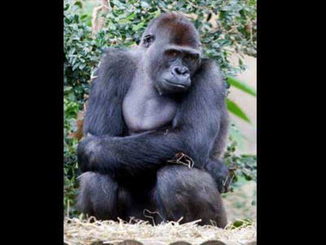 Western lowland gorilla 'Kibali'