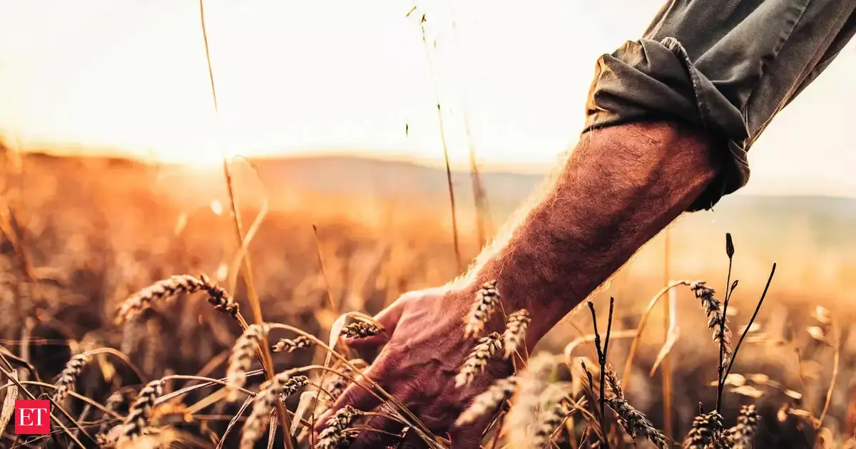 Wheat product export ban likely to be eased after good harvest