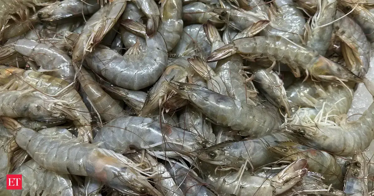 Shrimp exports to EU, Russia, Australia set to swell; major relief for domestic fisheries