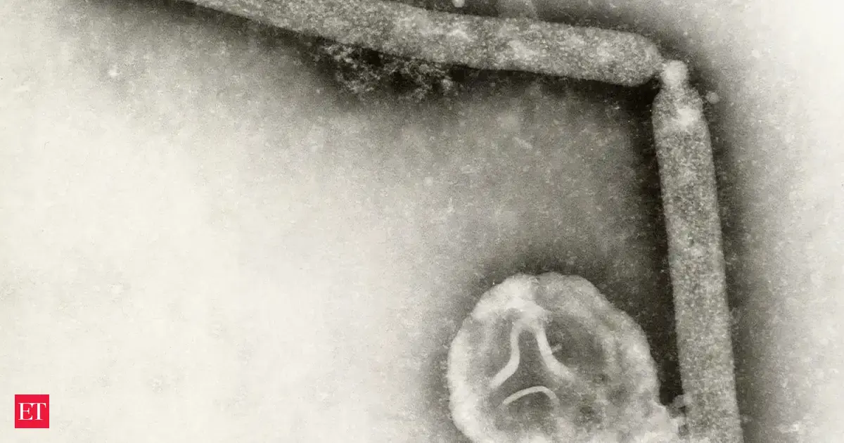 Bird flu death in U.S: Washington resident dies after contracting a rare strain of H5N5 avian influenza virus only reported in animals previously