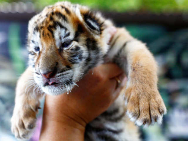 A two-week-old Siberian tiger cub