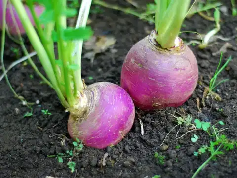  Turnip