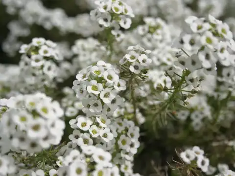 Alyssum (Lobularia maritima)
