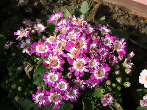  Cineraria