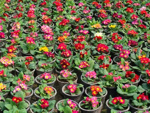 Primrose (Primula)