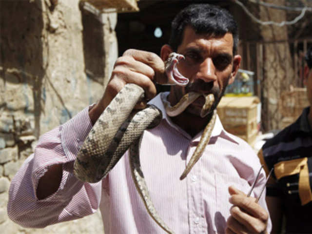 Selling snakes in Baghdad's Ghazil pet market