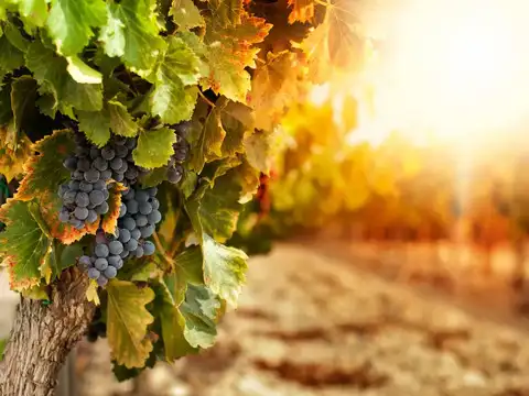 Klein Constantia Wine Estate (Western Cape, South Africa)