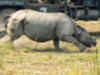 34 elephants, 200 staff to conduct rhino census in Kaziranga National Park