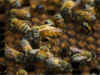 Bee-keeping business: 'Honey' Singh says no one in sight post Budget 2012
