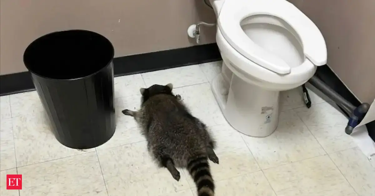 “A Hangover and Poor Life Choices”: Drunken raccoon turns Virginia liquor store into chaos zone