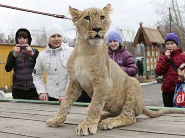 A six-month-old lion cub