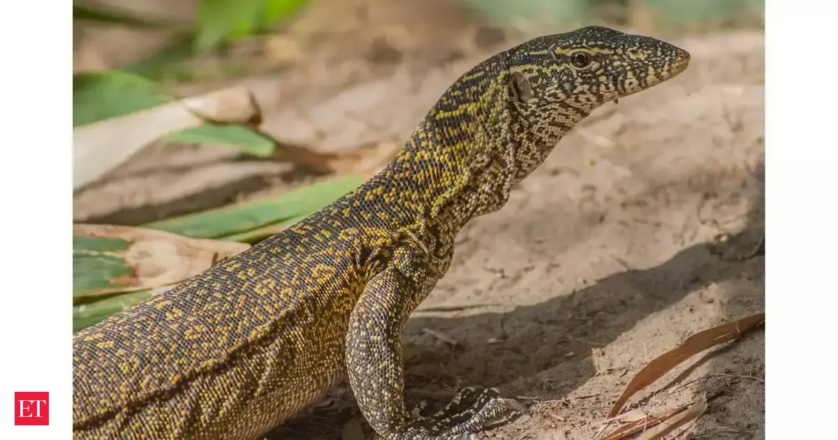 nile: Florida under threat? The largest and most dangerous lizards in ...