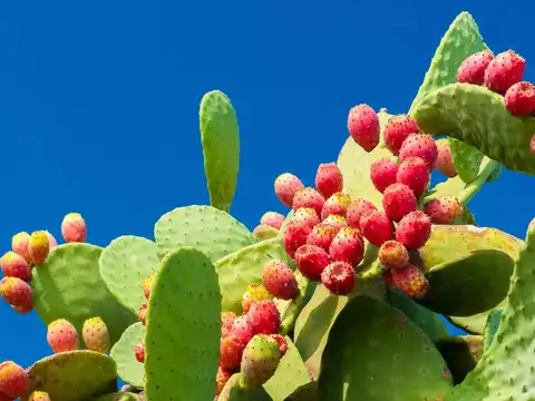 Prickly pears and cantaloupe: the underrated powerhouses